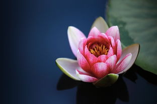 莲花附近舞蹈培训品牌—舞动生活，绽放美丽
