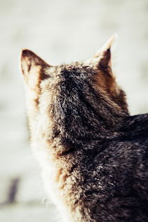 揭秘猫咪漱口水品牌排行榜，哪款最适合你的爱宠？