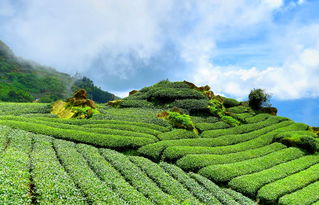 自然山场，茶叶品牌的绿色摇篮