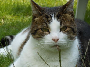 超好用猫砂铲子品牌推荐，养猫人士必看！