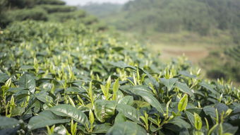 汕头毛尖茶叶品牌招商，共创茶叶事业新篇章