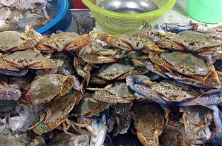 海南三亚中餐料理包品牌，美食之旅的便捷选择