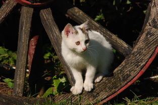 猫咪奶嘴喂奶专用品牌全解析