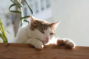 德国品牌猫猫沐浴露，品质之选，爱猫人士的明智之选