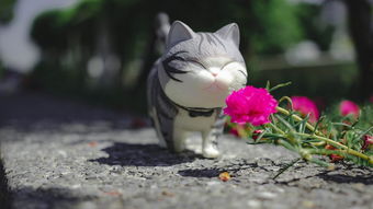 猫咪乐园，品牌玩具大放异彩