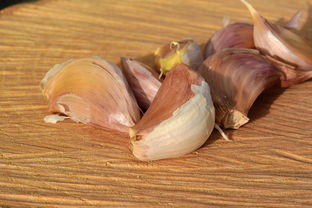 高端挖菜铲子品牌大盘点