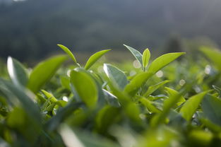 西湖龙井茶叶品牌，千年的传承与独特的魅力
