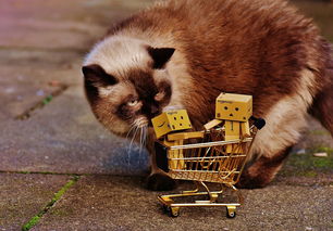 云南天然猫零食品牌店—宠爱猫咪，从选择健康开始