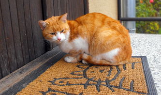云南天然猫零食品牌店—宠爱猫咪，从选择健康开始