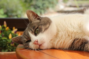 揭秘适口性好的猫漱口水品牌，让你的猫咪远离口腔问题！