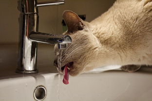 揭秘猫猫水龙头品牌排行，谁才是你的家居好伙伴？
