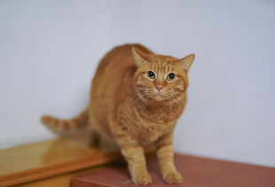 新加坡猫牙刷品牌大盘点，哪家牙刷让你的猫咪笑得更开心？